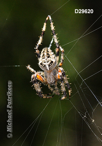 Araneus nordmanni